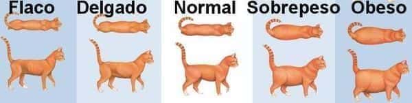 como saber si mi gato esta en su peso ideal